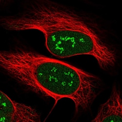 Invitrogen VGLL4 Polyclonal Antibody 100 &mu;L; Unconjugated:Antibodies,