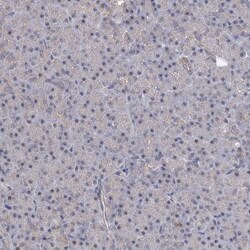 Invitrogen GPATCH11 Polyclonal Antibody 100 &mu;L; Unconjugated:Antibodies,