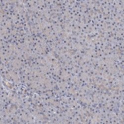 Invitrogen GPATCH11 Polyclonal Antibody 100 &mu;L; Unconjugated:Antibodies,