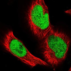 Invitrogen GPATCH11 Polyclonal Antibody 100 &mu;L; Unconjugated:Antibodies,