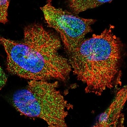 Invitrogen PARM1 Polyclonal Antibody 100 &mu;L; Unconjugated:Antibodies,