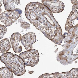 Invitrogen PARM1 Polyclonal Antibody 100 &mu;L; Unconjugated:Antibodies,