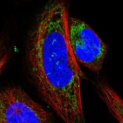 Invitrogen CHCHD5 Polyclonal Antibody 100 &mu;L; Unconjugated:Antibodies,