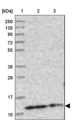 Invitrogen CHCHD5 Polyclonal Antibody 100 &mu;L; Unconjugated:Antibodies,