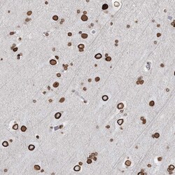 Invitrogen Connexin 40.1 Polyclonal Antibody 100 &mu;L; Unconjugated:Antibodies,