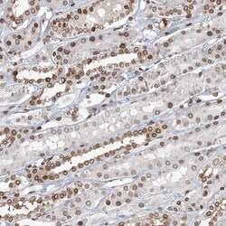Invitrogen Connexin 40.1 Polyclonal Antibody 100 &mu;L; Unconjugated:Antibodies,