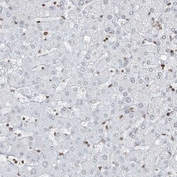 Invitrogen Connexin 40.1 Polyclonal Antibody 100 &mu;L; Unconjugated:Antibodies,