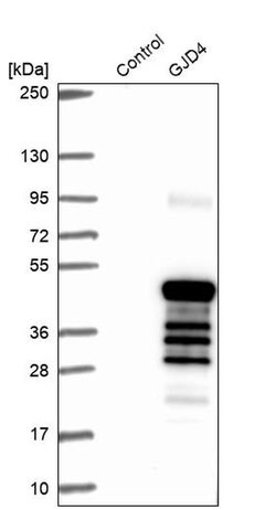 Invitrogen Connexin 40.1 Polyclonal Antibody 100 &mu;L; Unconjugated:Antibodies,