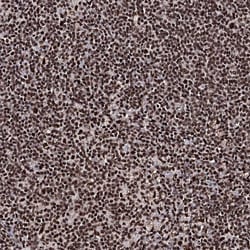 Invitrogen PRPF40A Polyclonal Antibody 100 &mu;L | Buy Online | Invitrogen&trade; | Fisher Scientific