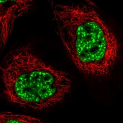 Invitrogen PRPF40A Polyclonal Antibody 100 &mu;L; Unconjugated:Antibodies,