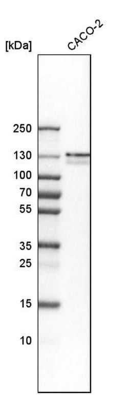 Invitrogen PRPF40A Polyclonal Antibody 100 &mu;L; Unconjugated:Antibodies,