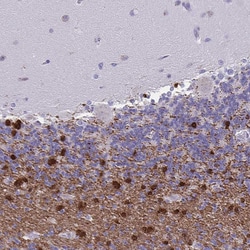 Invitrogen ERMN Polyclonal Antibody 100 &mu;L; Unconjugated:Antibodies,