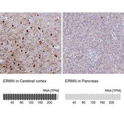 Invitrogen ERMN Polyclonal Antibody 100 &mu;L; Unconjugated:Antibodies,