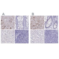 Invitrogen ERMN Polyclonal Antibody 100 &mu;L; Unconjugated:Antibodies,