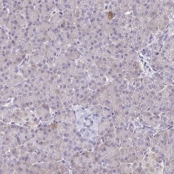 Invitrogen ERMN Polyclonal Antibody 100 &mu;L; Unconjugated:Antibodies,