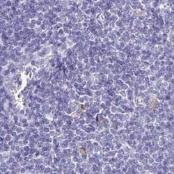 Invitrogen ERMN Polyclonal Antibody 100 &mu;L; Unconjugated:Antibodies,
