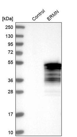 Invitrogen ERMN Polyclonal Antibody 100 &mu;L; Unconjugated:Antibodies,