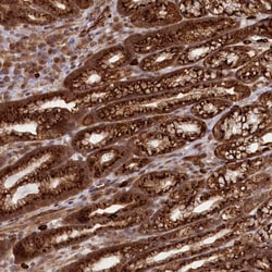 Invitrogen C9orf89 Polyclonal Antibody 100 &mu;L; Unconjugated:Antibodies,