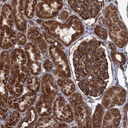 Invitrogen CALCOCO1 Polyclonal Antibody 100 &mu;L; Unconjugated:Antibodies,