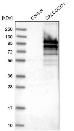 Invitrogen CALCOCO1 Polyclonal Antibody 100 &mu;L; Unconjugated:Antibodies,
