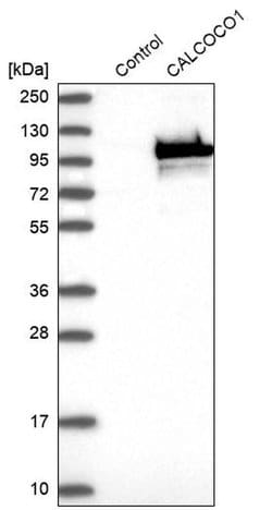 Invitrogen CALCOCO1 Polyclonal Antibody 100 &mu;L; Unconjugated:Antibodies,