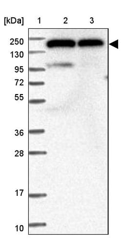 Invitrogen DHX29 Polyclonal Antibody 100 &mu;L | Buy Online | Invitrogen&trade; | Fisher Scientific