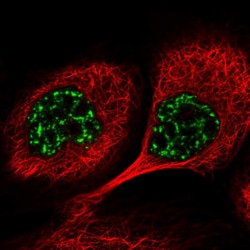 Invitrogen PYROXD1 Polyclonal Antibody 100 &mu;L; Unconjugated:Antibodies,