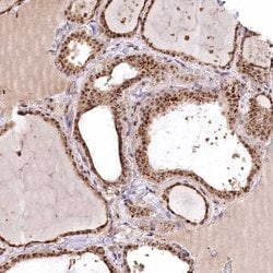 Invitrogen PYROXD1 Polyclonal Antibody 100 &mu;L; Unconjugated:Antibodies,