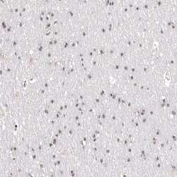 Invitrogen PYROXD1 Polyclonal Antibody 100 &mu;L; Unconjugated:Antibodies,