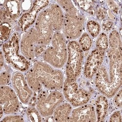 Invitrogen PYROXD1 Polyclonal Antibody 100 &mu;L; Unconjugated:Antibodies,