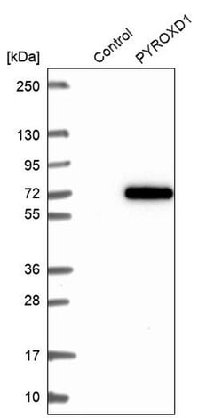 Invitrogen PYROXD1 Polyclonal Antibody 100 &mu;L; Unconjugated:Antibodies,