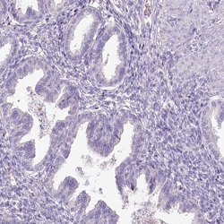 Invitrogen HPD Polyclonal Antibody 100 &mu;L; Unconjugated:Antibodies,