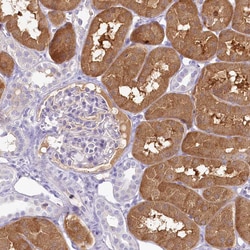 Invitrogen HPD Polyclonal Antibody 100 &mu;L; Unconjugated:Antibodies,