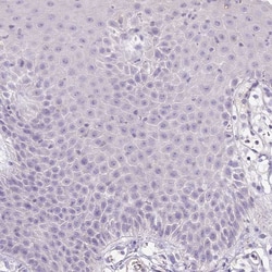 Invitrogen HPD Polyclonal Antibody 100 &mu;L; Unconjugated:Antibodies,