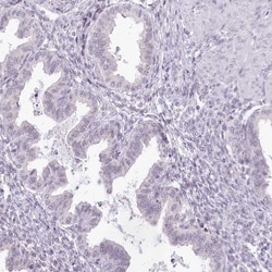 Invitrogen HPD Polyclonal Antibody 100 &mu;L; Unconjugated:Antibodies,