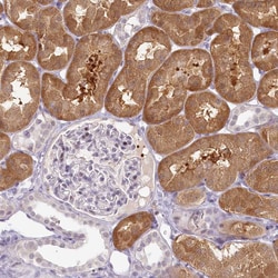 Invitrogen HPD Polyclonal Antibody 100 &mu;L; Unconjugated:Antibodies,