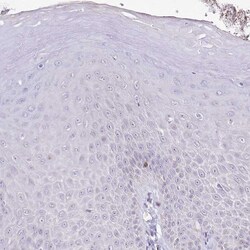 Invitrogen HPD Polyclonal Antibody 100 &mu;L; Unconjugated:Antibodies,