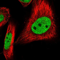 Invitrogen BUD13 Polyclonal Antibody 100 &mu;L; Unconjugated:Antibodies,