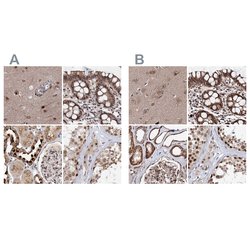 Invitrogen BUD13 Polyclonal Antibody 100 &mu;L; Unconjugated:Antibodies,