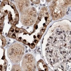 Invitrogen BUD13 Polyclonal Antibody 100 &mu;L; Unconjugated:Antibodies,