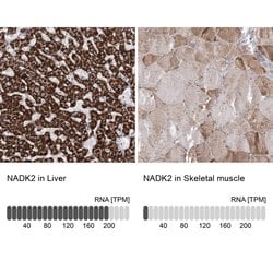 Invitrogen C5orf33 Polyclonal Antibody 100 &mu;L; Unconjugated:Antibodies,