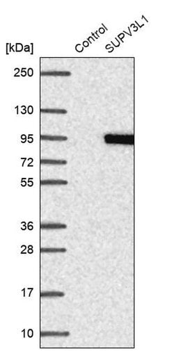 Invitrogen SUPV3L1 Polyclonal Antibody 100 &mu;L; Unconjugated:Antibodies,