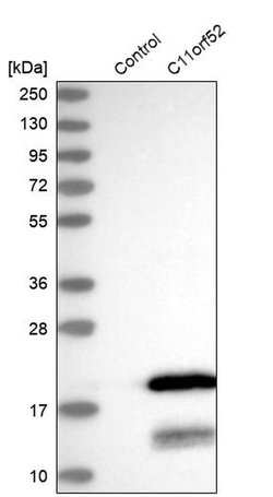 Invitrogen C11orf52 Polyclonal Antibody 100 &mu;L; Unconjugated:Antibodies,