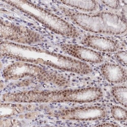 Invitrogen APC4 Polyclonal Antibody 100 &mu;L; Unconjugated:Antibodies,