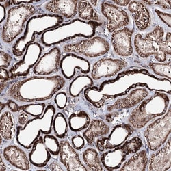 Invitrogen C10orf97 Polyclonal Antibody 100 &mu;L; Unconjugated:Antibodies,