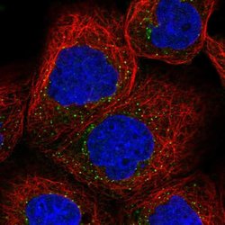 Invitrogen SEC23IP Polyclonal Antibody 100 &mu;L; Unconjugated:Antibodies,