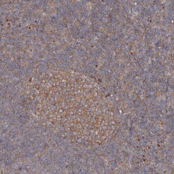 Invitrogen SEC23IP Polyclonal Antibody 100 &mu;L; Unconjugated:Antibodies,
