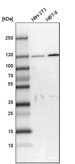 Invitrogen SEC23IP Polyclonal Antibody 100 &mu;L; Unconjugated:Antibodies,