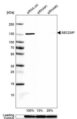 Invitrogen SEC23IP Polyclonal Antibody 100 &mu;L; Unconjugated:Antibodies,