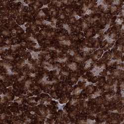 Invitrogen C10orf97 Polyclonal Antibody 100 &mu;L; Unconjugated:Antibodies,
